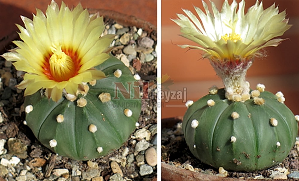 Astrophytum nudum