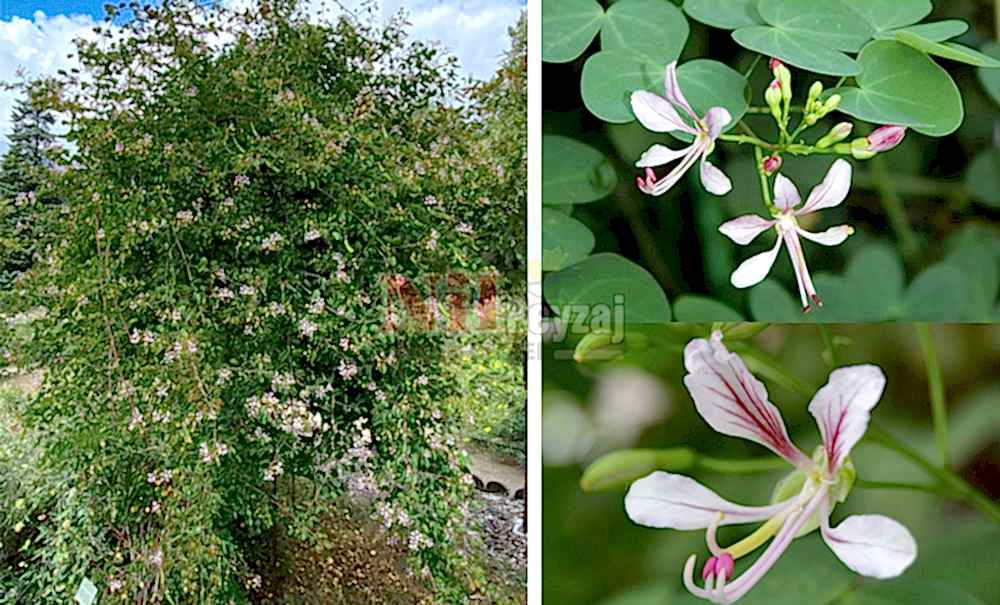 Bauhinia yunnanensis/Sarmaşık Orkide