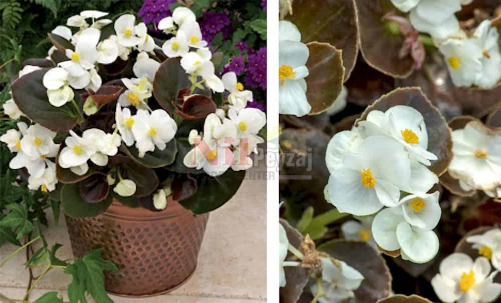 Begonia semperflorens/Begonya-beyaz