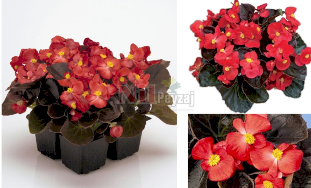 Begonia semperflorens/Begonya-kırmızı