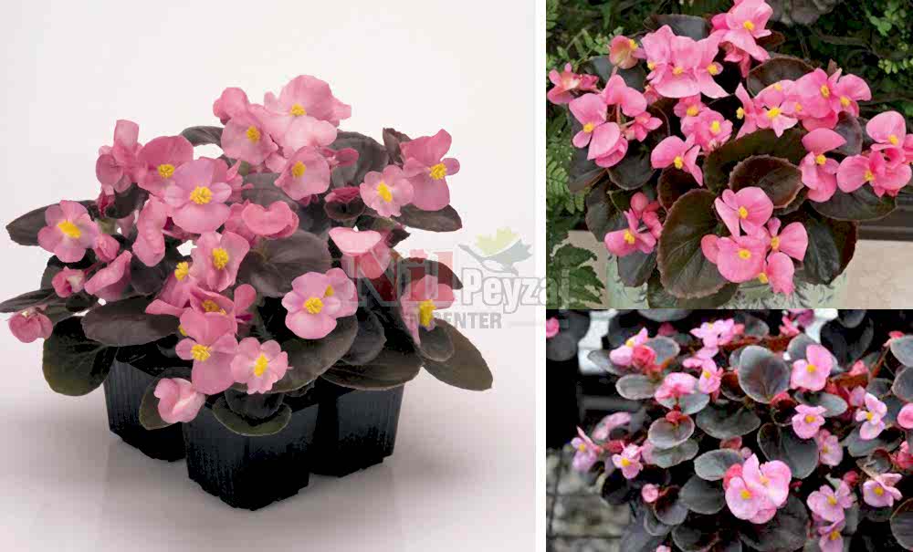 Begonia semperflorens/Begonya-pembe