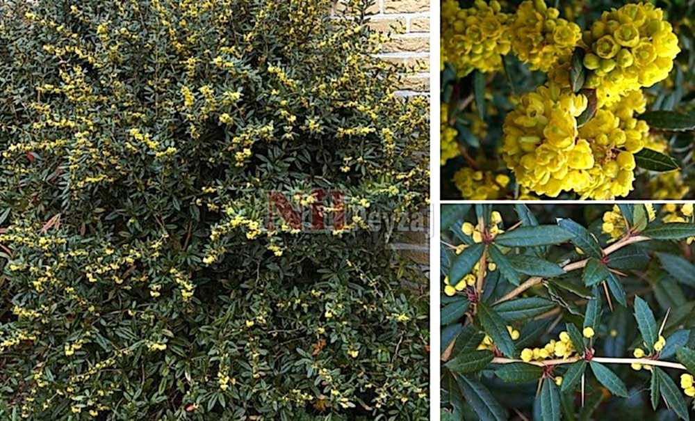 Berberis julianae