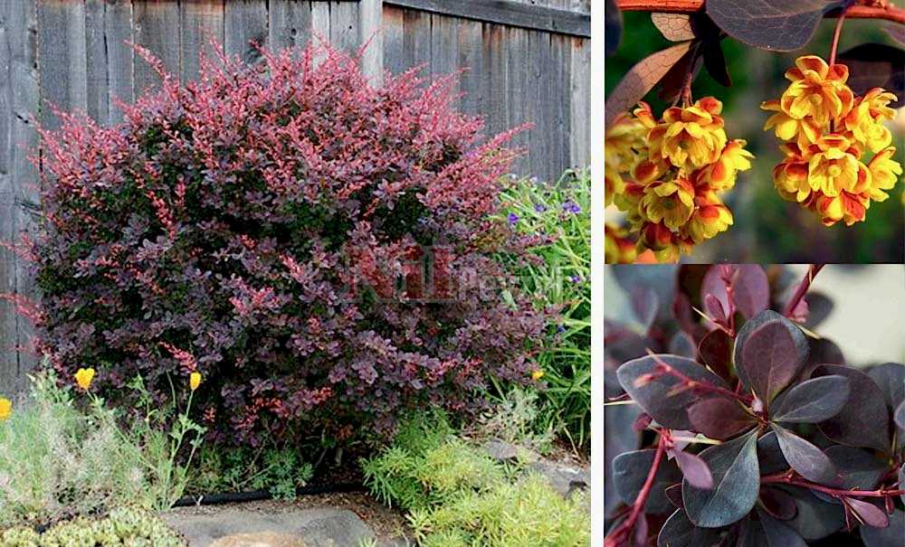 Berberis thunbergii atropurpurea/Hanım Tuzluğu