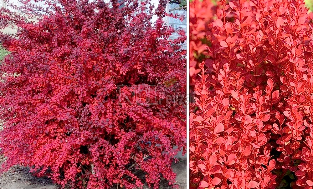 Berberis thunbergii ‘Red Jewel’/Hanım Tuzluğu