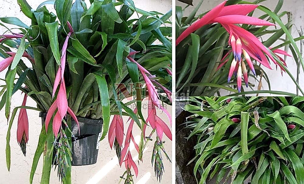 Billbergia nutans/Kraliçe’nin Gözyaşları