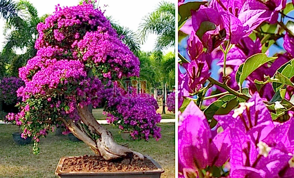 Bougainvilea spectabilis/Begonvil Bonsai