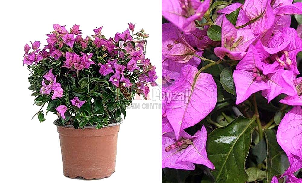 Bougainvilea spectabilis/Begonvil Çalılar