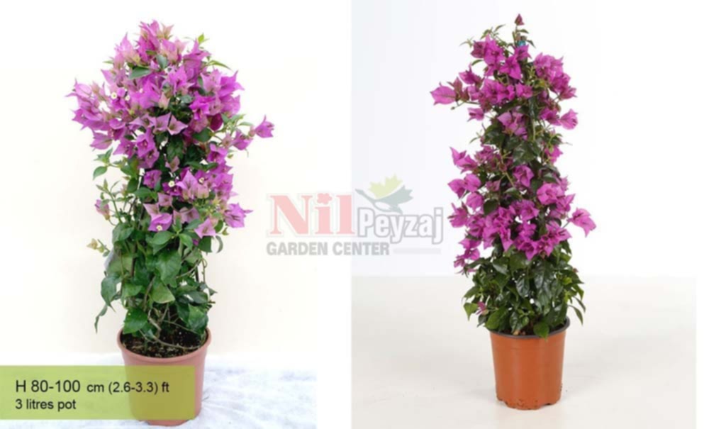 Bougainvilea spectabilis/Begonvil-piramit