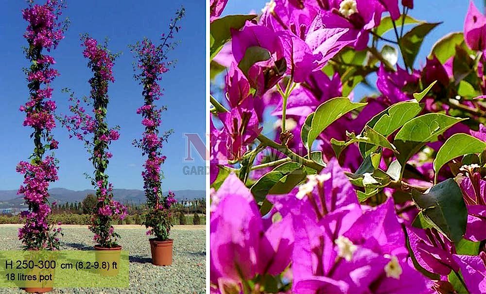 Bougainvilea spectabilis/Begonvil-sarmaşık