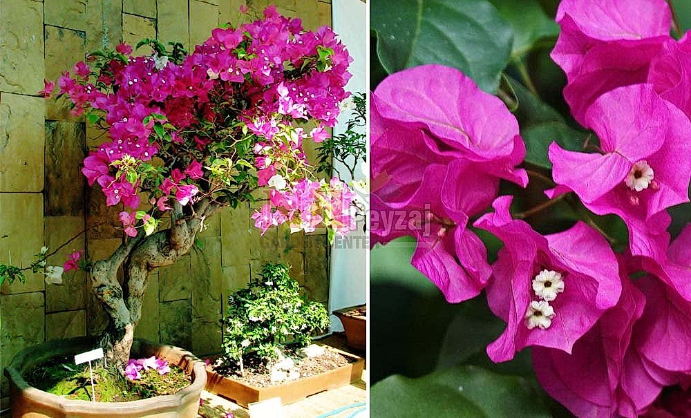 Bougainvillea ‘Deep Purple’/Bodur Begonvil