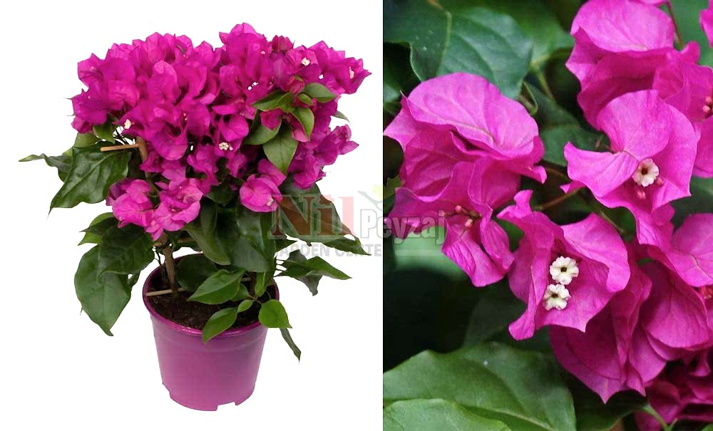 Bougainvillea ‘Deep Purple’/Bodur Begonvil