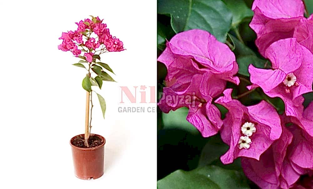 Bougainvillea ‘Deep Purple’/Bodur Begonvil (Tige)