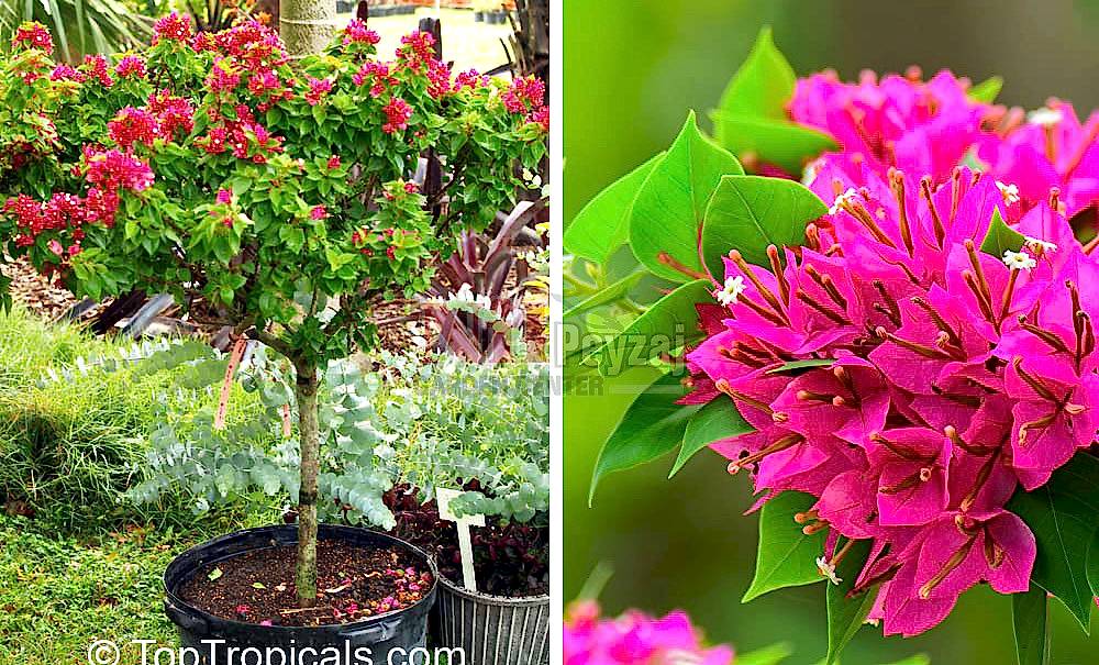 Bougainvillea glabra ‘Mini Thai’/Tige