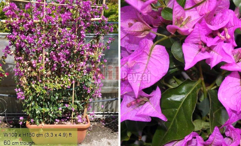 Bougainvillea glabra/Klasik Begonvil-Örgülü