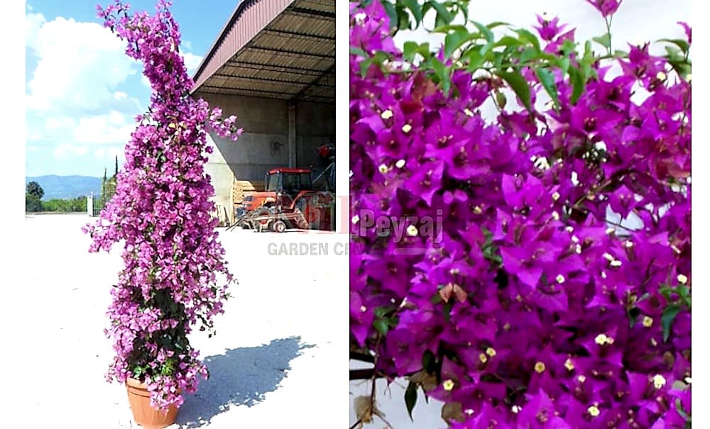 Bougainvillea glabra/Klasik Begonvil(Piramit)