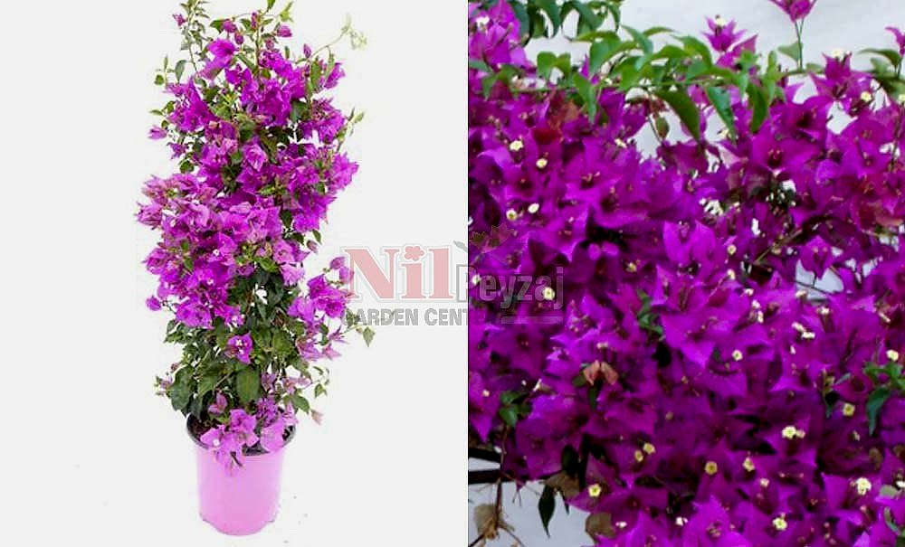 Bougainvillea glabra/Klasik Begonvil