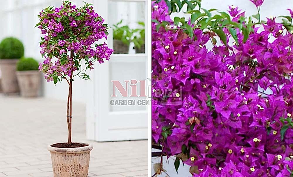 Bougainvillea glabra/Klasik Begonvil (Tige)