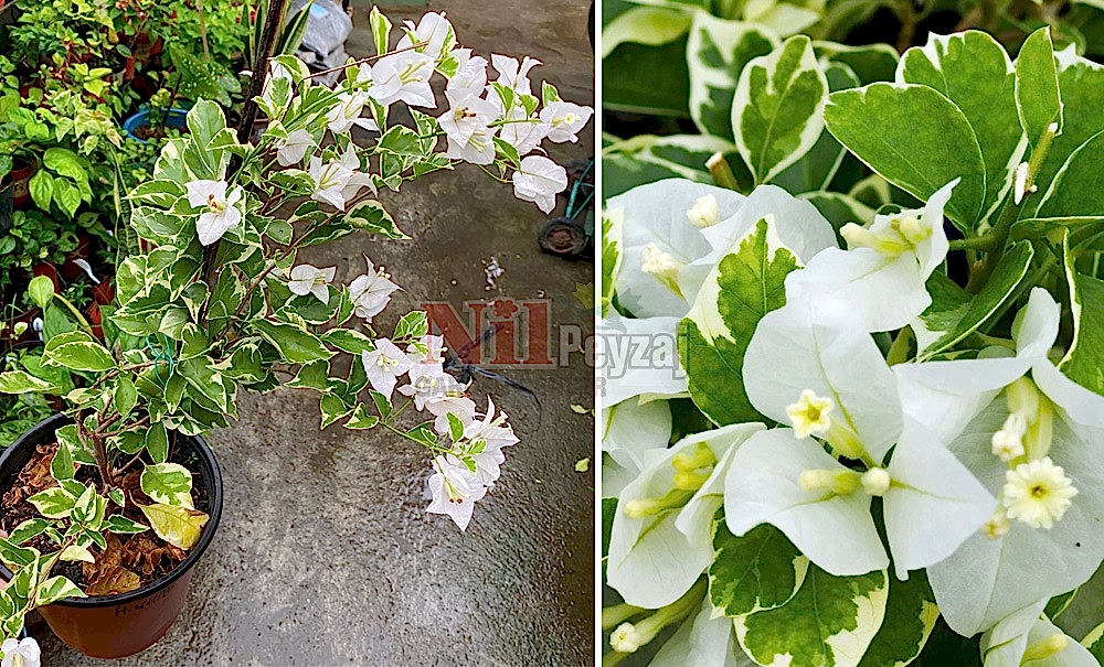 Bougainvillea spectabilis variegata/Alacalı Begonvil -Beyaz