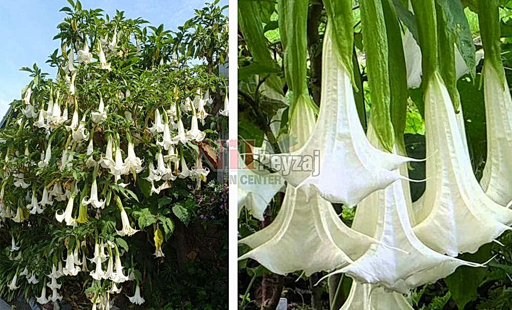 Brugmansia arborea/Patlıcan Çiçeği, Melek Borusu