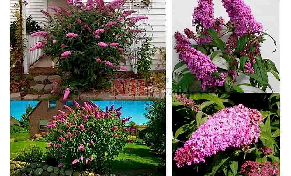 Buddleja davidii/Kelebek Çalısı