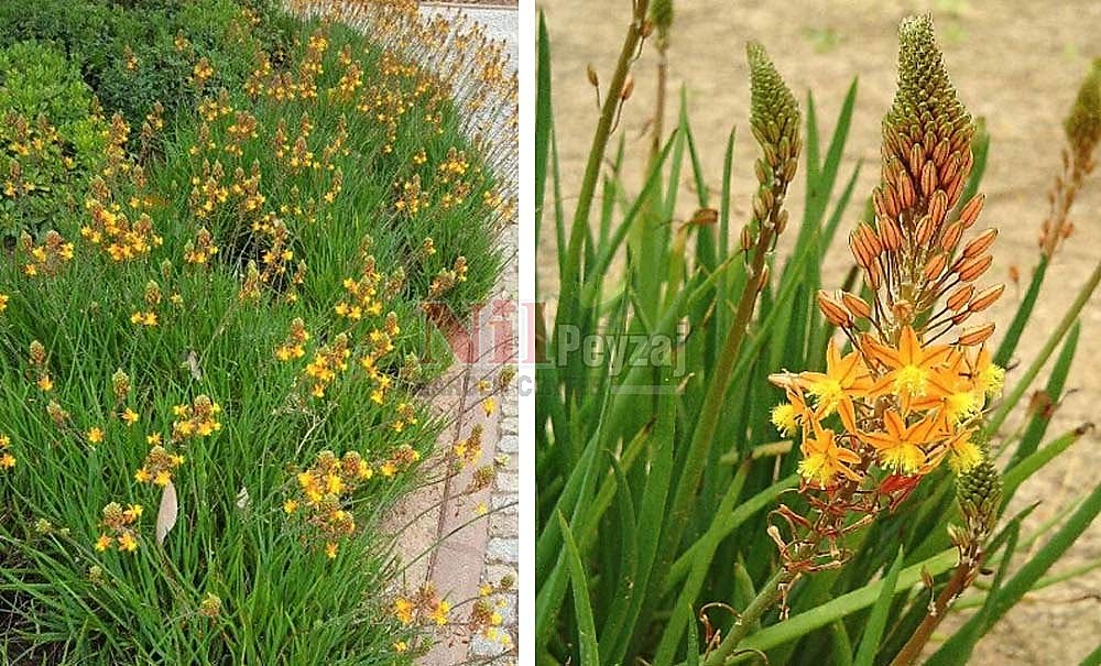 Bulbine frutescens/Kedi Kuyruğu