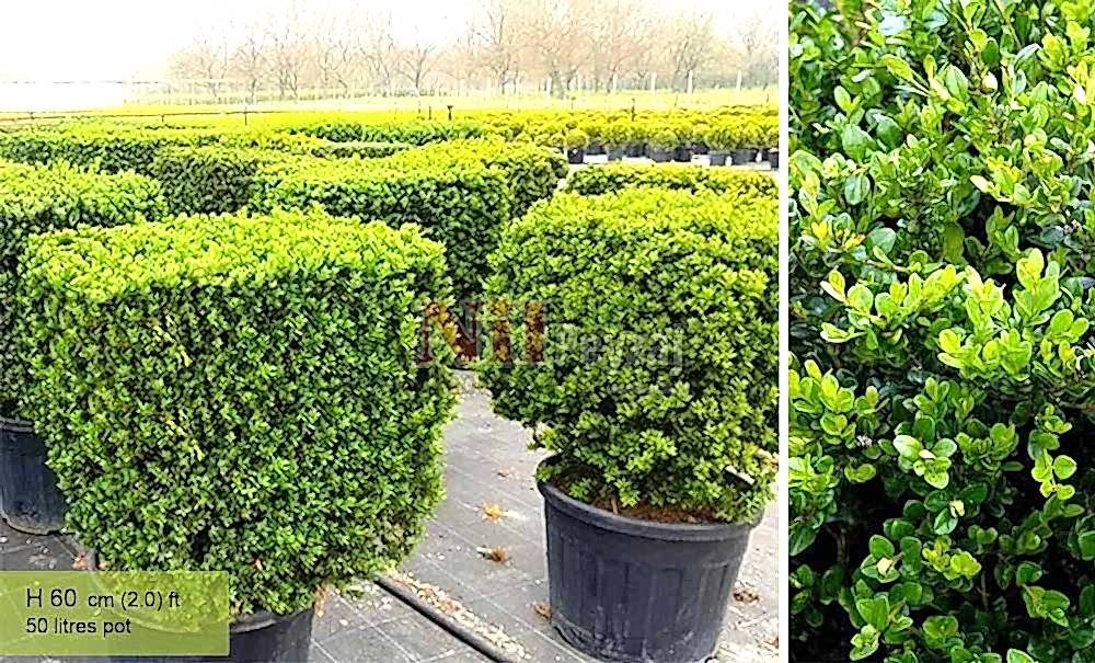 Buxus microphylla ‘Faulkner’/Japon Şimşiri-Küp