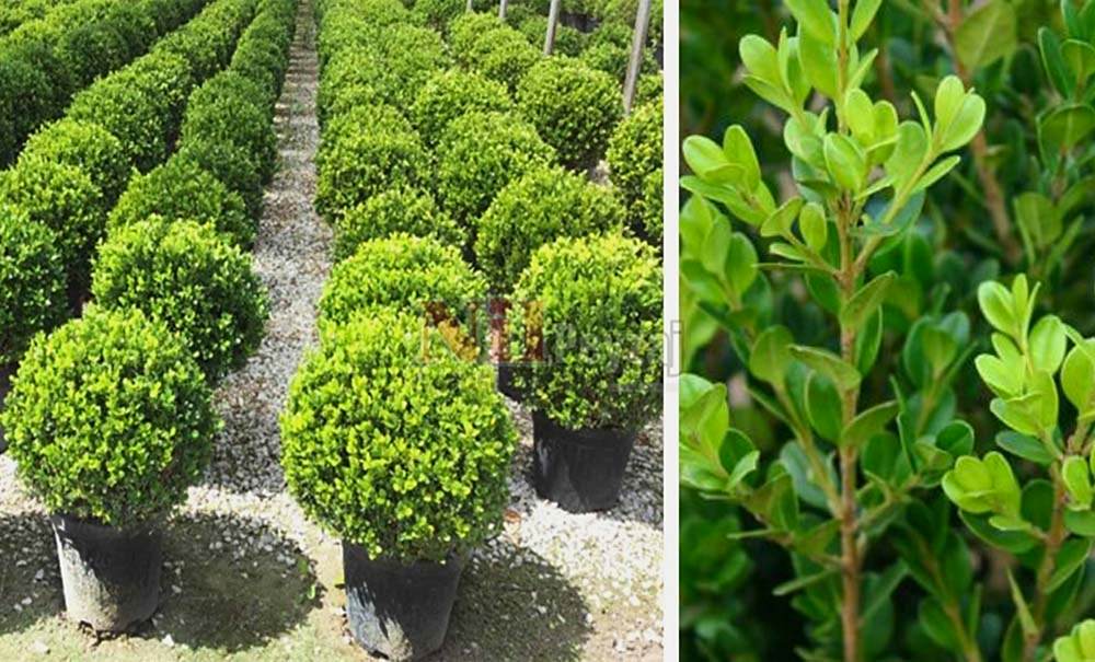 Buxus microphylla ‘Faulkner’/Japon Şimşiri-Top