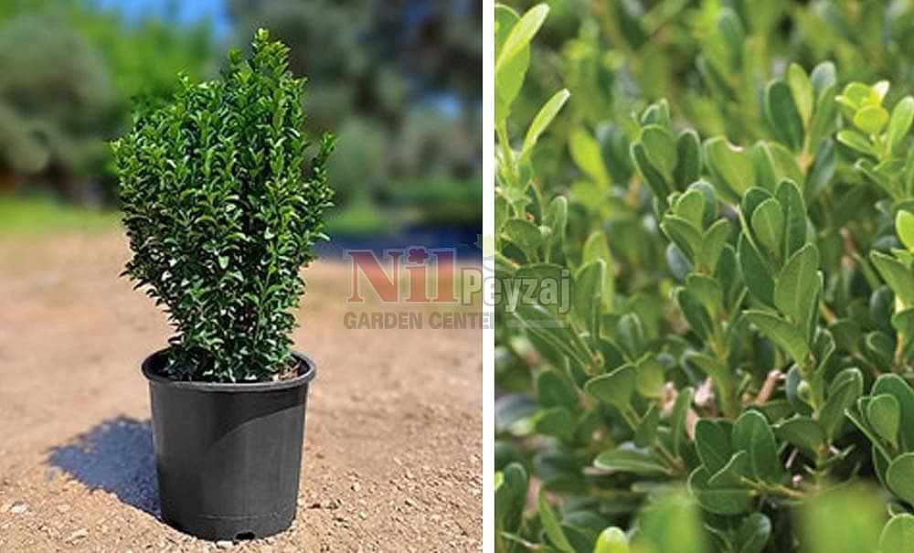 Buxus sempervirens ‘Faulkner’/Şimşir