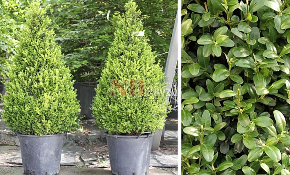 Buxus sempervirens/Şimşir-Piramit