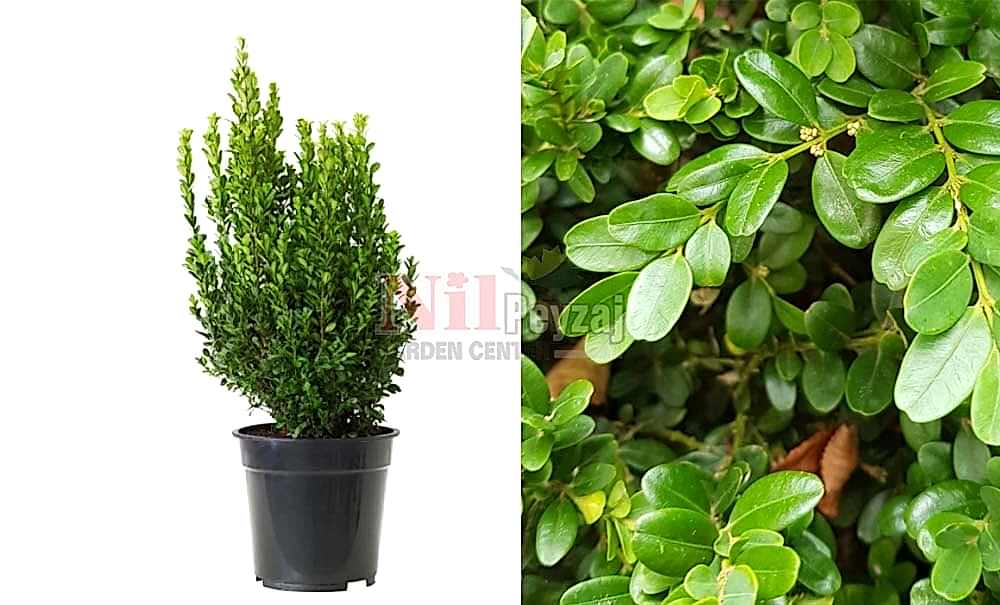 Buxus sempervirens/Şimşir