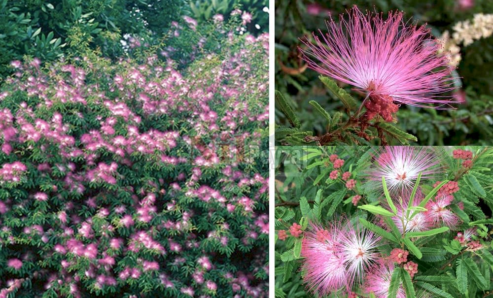 Calliandra dixie pink