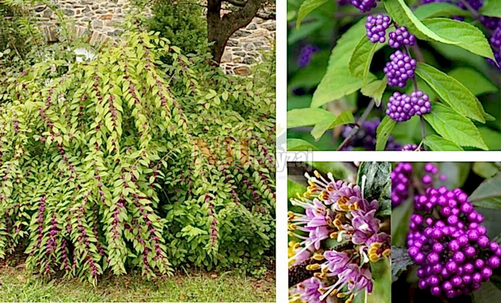 Callicarpa bodinieri/Mor inci çalısı