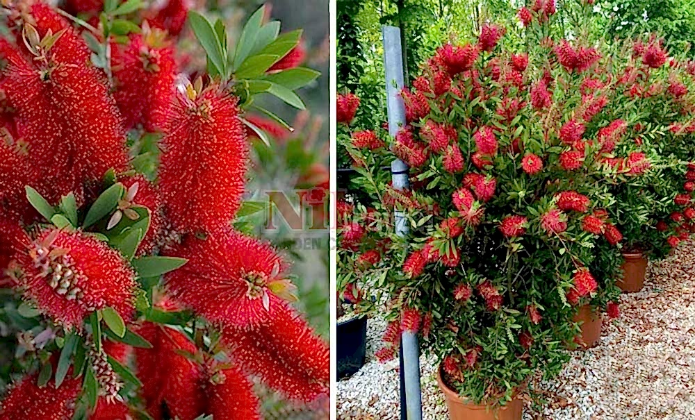 Callistemon leavis/Bodur Fırça Çalısı