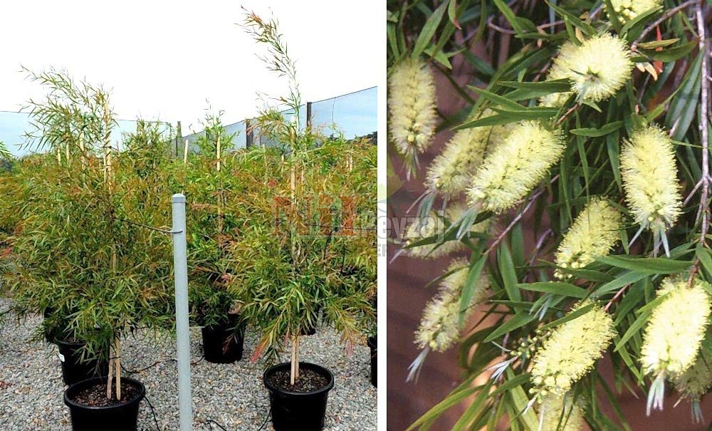 Callistemon salignus/Fırça Çalısı-Tij