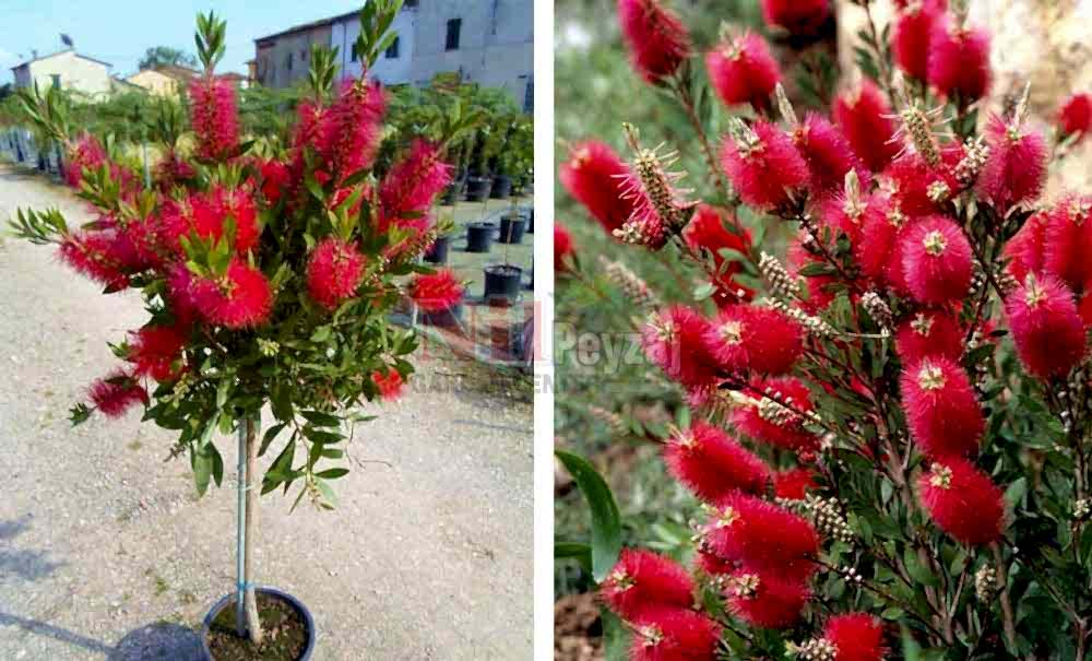 Callistemon viminalis/Fırça Çalısı (Tige)