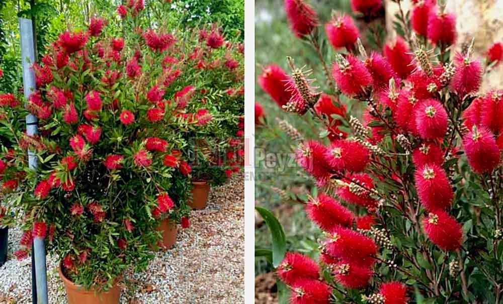 Callistemon viminalis/Fırça Çalısı