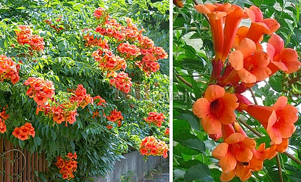 Campsis radicans/Acem Borusu