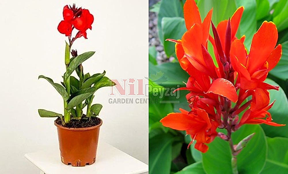 Canna indica nana/Bodur Kana