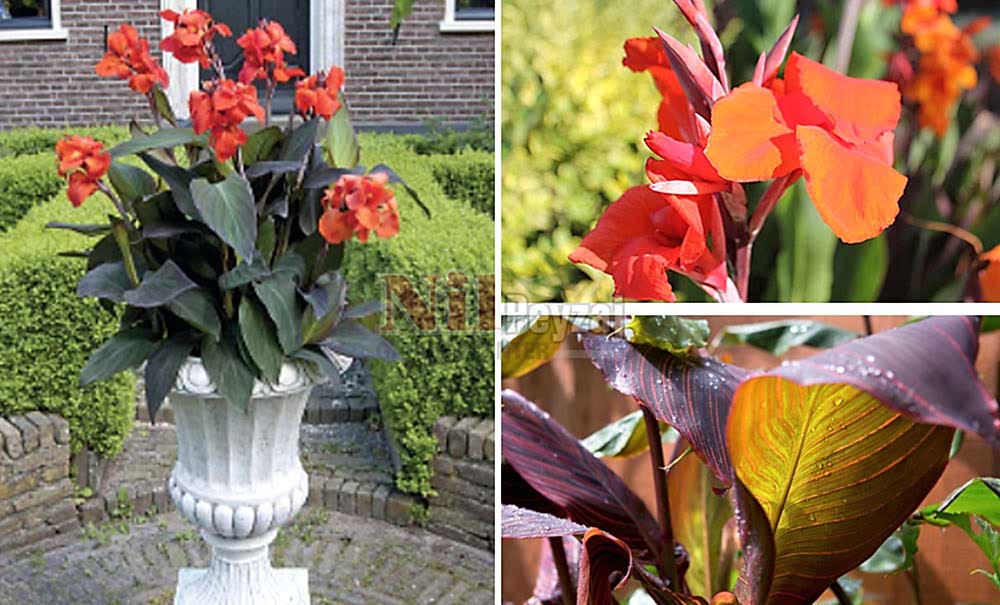 Canna indica ‘Purpurea’/Siyah Kana