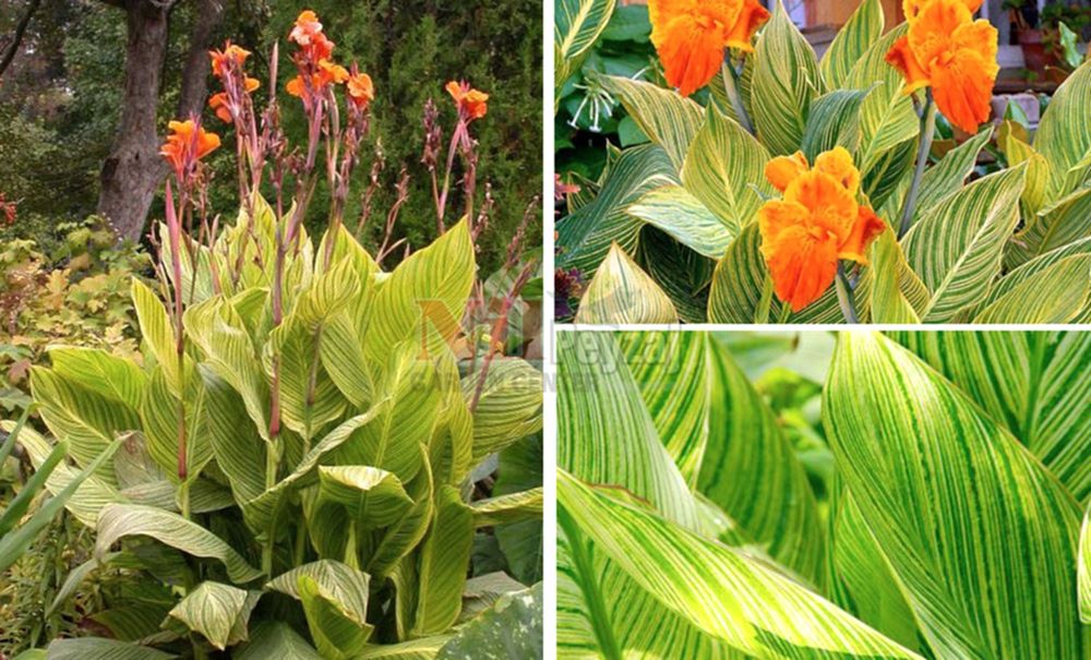 Canna pretoria/Alacalı Kana