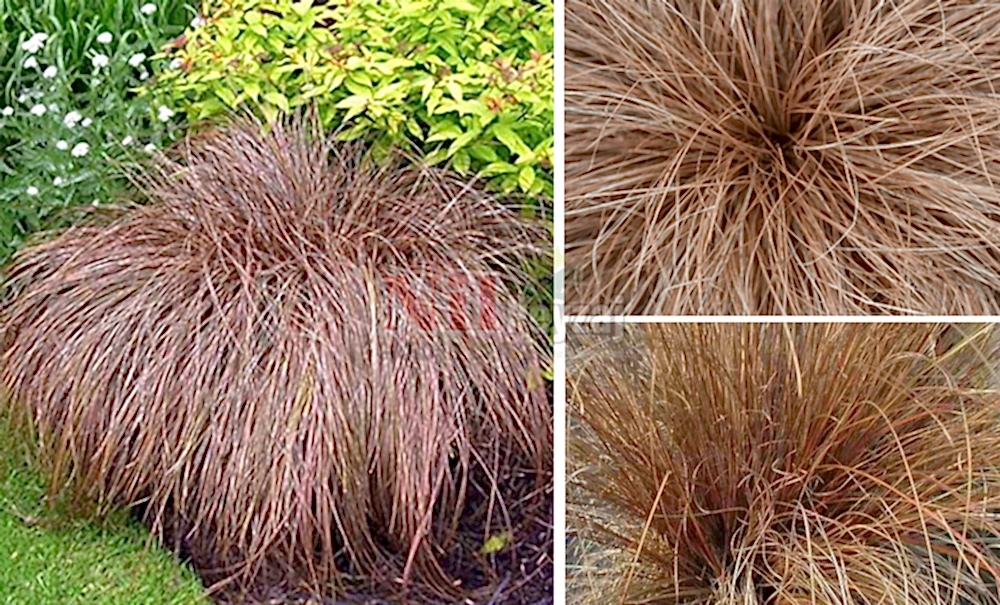 Carex bronze