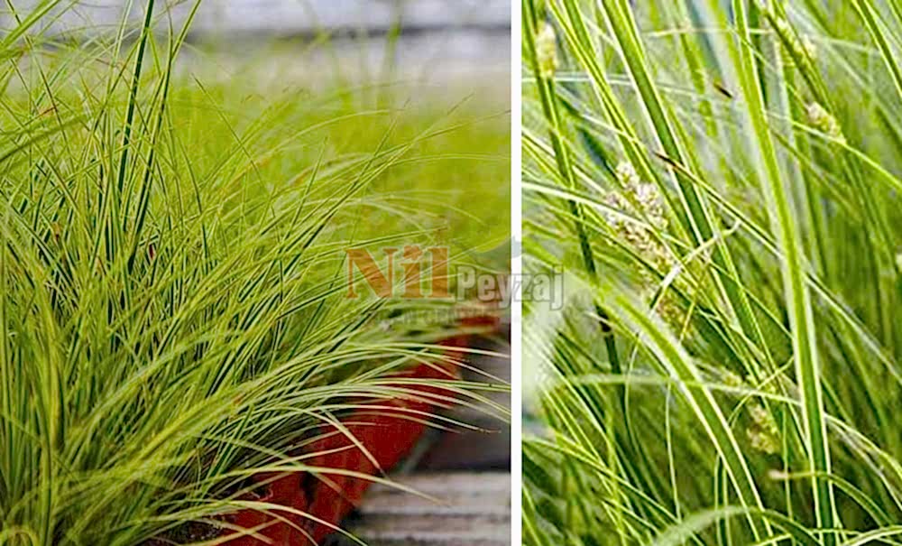 Carex brunnea’jubilo’/Beyaz Kareks