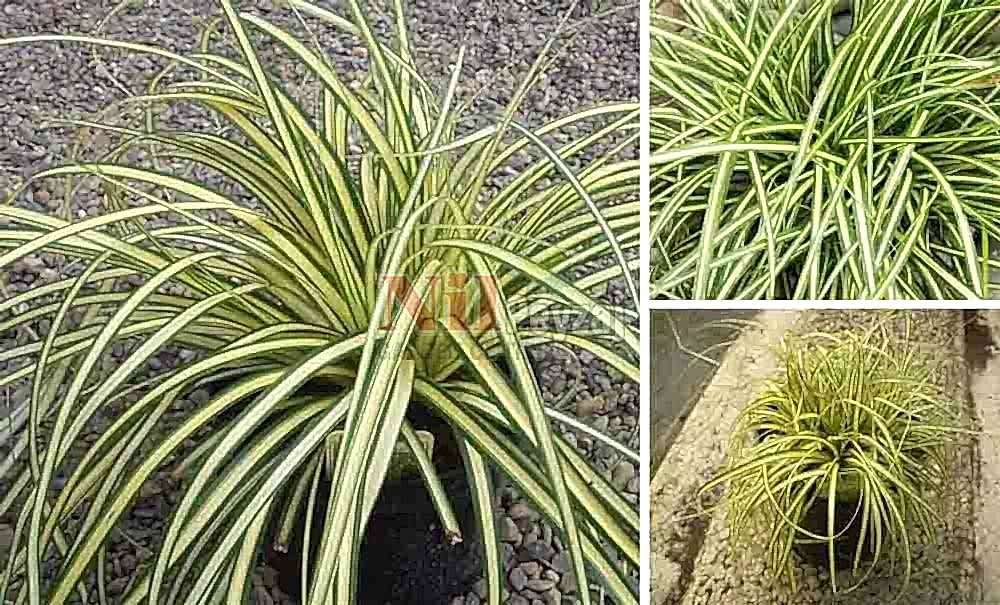 Carex oshimensis evergold