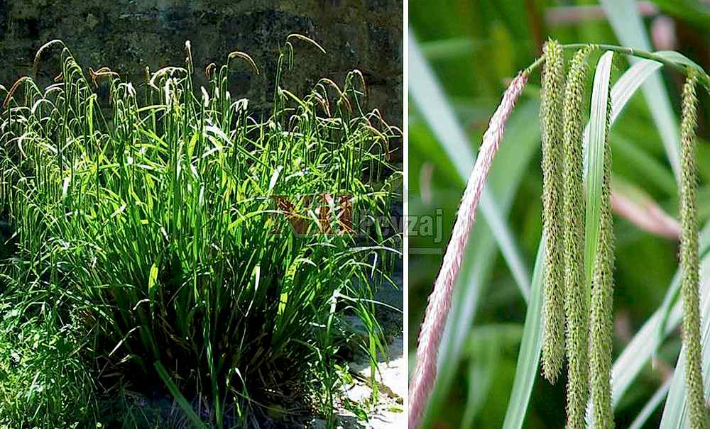 Carex pendula