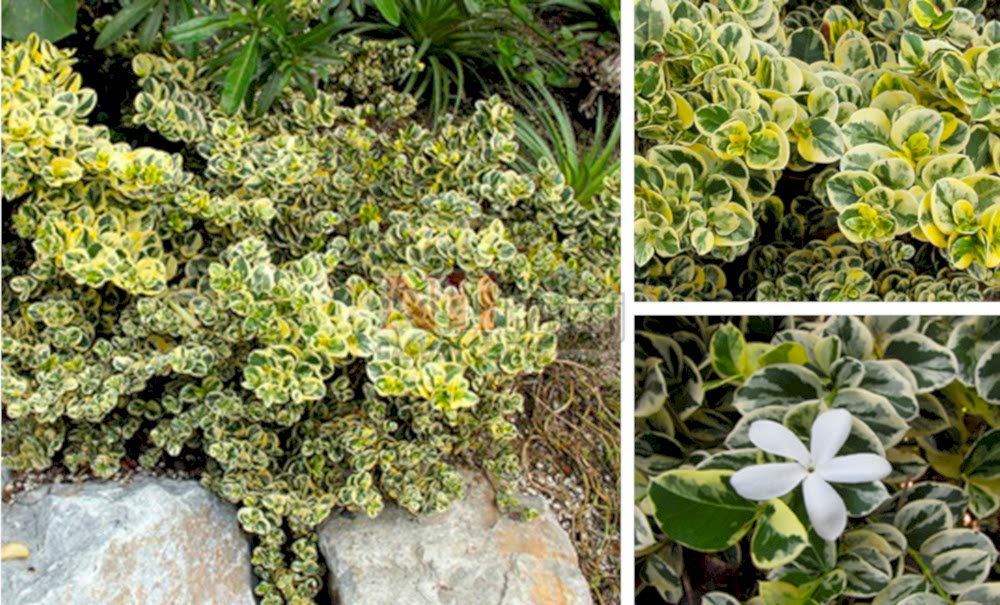 Carissa macrocarpa variegata/Alacalı Natal Eriği