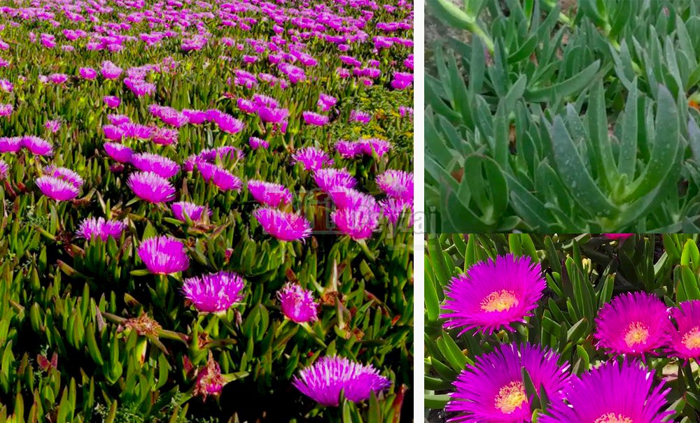 Carpobrotus/Katırtırnağı