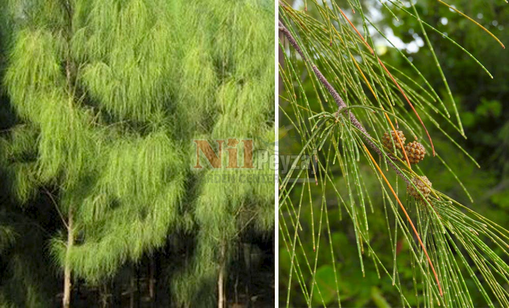 Casuarina equisetifolia/Demir Ağacı