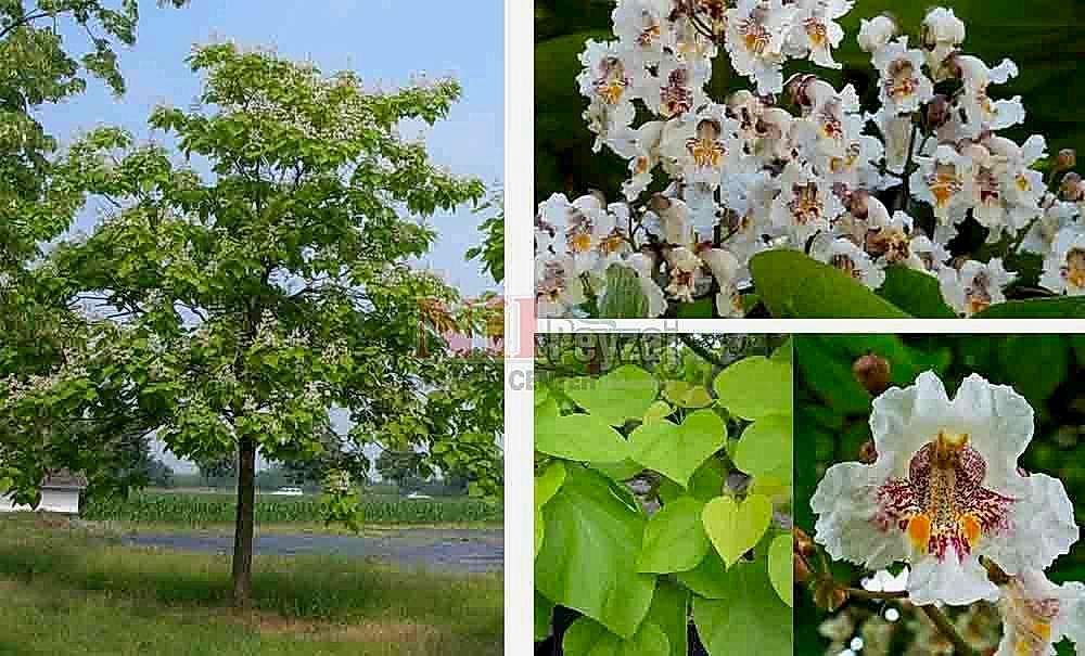 Catalpa bignonioides/Katalpa