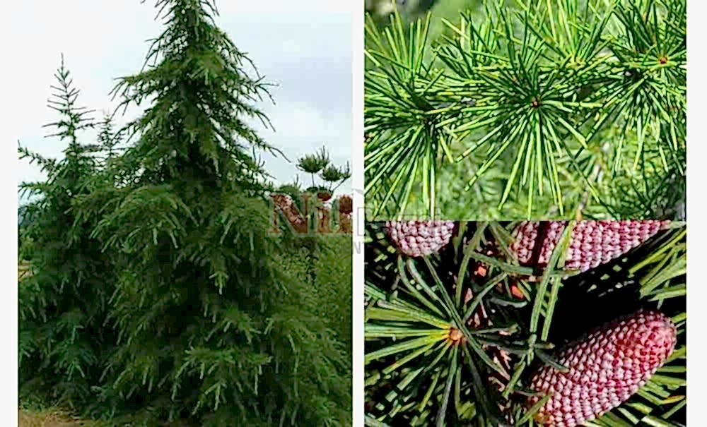 Cedrus deodora/Himalaya Sediri