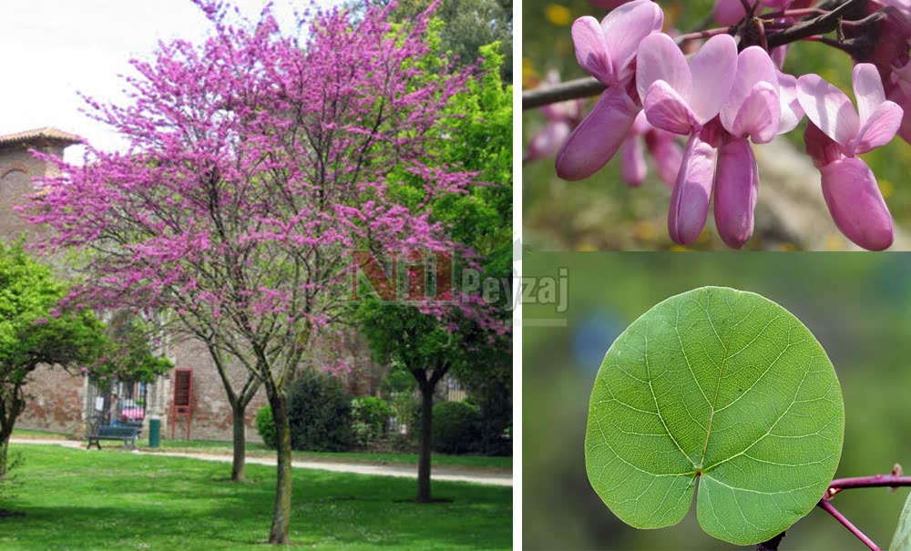 Cercis siliquastrum/Erguvan